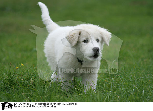 Maremmen-Abruzzen-Schferhund / Maremma and Abruzzes Sheepdog / DG-01400