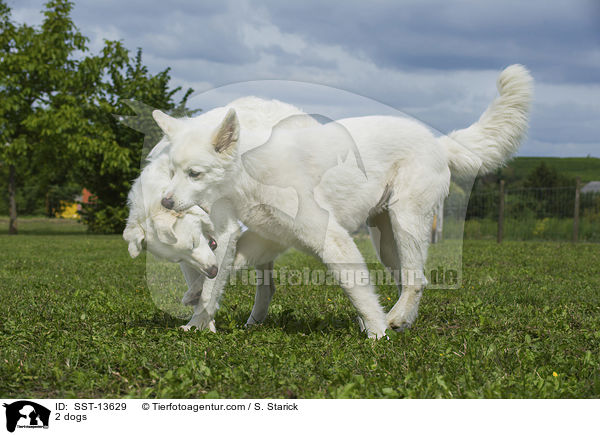 2 Hunde / 2 dogs / SST-13629