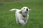 Maremma and Abruzzes Sheepdog