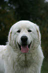 Maremma and Abruzzes Sheepdog