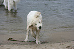 Maremma and Abruzzes Sheepdog