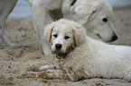 Maremma and Abruzzes Sheepdog