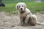 Maremma and Abruzzes Sheepdog