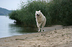 Maremma and Abruzzes Sheepdog