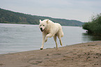 Maremma and Abruzzes Sheepdog