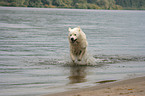 Maremma and Abruzzes Sheepdog