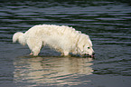 Maremma and Abruzzes Sheepdog