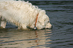 Maremma and Abruzzes Sheepdog