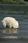 Maremma and Abruzzes Sheepdog