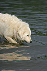 Maremma and Abruzzes Sheepdog