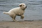 Maremma and Abruzzes Sheepdog