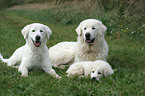 Maremma and Abruzzes Sheepdog