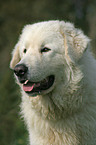 Maremma and Abruzzes Sheepdog