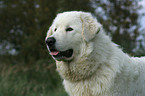 Maremma and Abruzzes Sheepdog