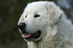 Maremma and Abruzzes Sheepdog