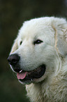 Maremma and Abruzzes Sheepdog