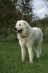 Maremma and Abruzzes Sheepdog