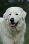 Maremma and Abruzzes Sheepdog