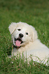 Maremma and Abruzzes Sheepdog