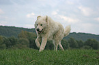 Maremma and Abruzzes Sheepdog