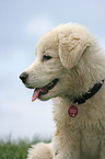 Maremma and Abruzzes Sheepdog