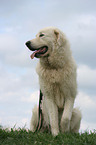 Maremma and Abruzzes Sheepdog