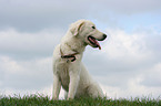 Maremma and Abruzzes Sheepdog