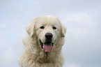 Maremma and Abruzzes Sheepdog