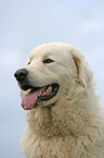 Maremma and Abruzzes Sheepdog