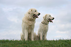 Maremma and Abruzzes Sheepdog