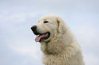 Maremma and Abruzzes Sheepdog