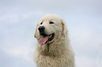 Maremma and Abruzzes Sheepdog