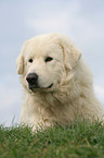 Maremma and Abruzzes Sheepdog