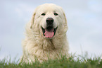 Maremma and Abruzzes Sheepdog