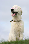 Maremma and Abruzzes Sheepdog