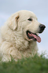 Maremma and Abruzzes Sheepdog