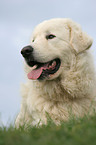 Maremma and Abruzzes Sheepdog