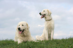 Maremma and Abruzzes Sheepdog