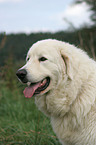 Maremma and Abruzzes Sheepdog