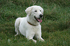 Maremma and Abruzzes Sheepdog