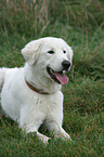 Maremma and Abruzzes Sheepdog