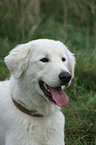 Maremma and Abruzzes Sheepdog