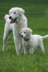 Maremma and Abruzzes Sheepdog