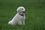 Maremma and Abruzzes Sheepdog