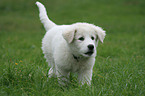 Maremma and Abruzzes Sheepdog