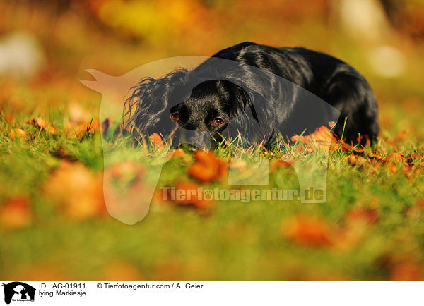 liegender Markiesje / lying Markiesje / AG-01911