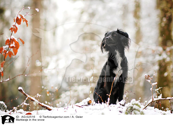 Markiesje in the snow / AG-02516