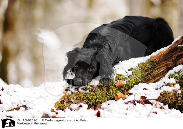 Markiesje in the snow / AG-02520