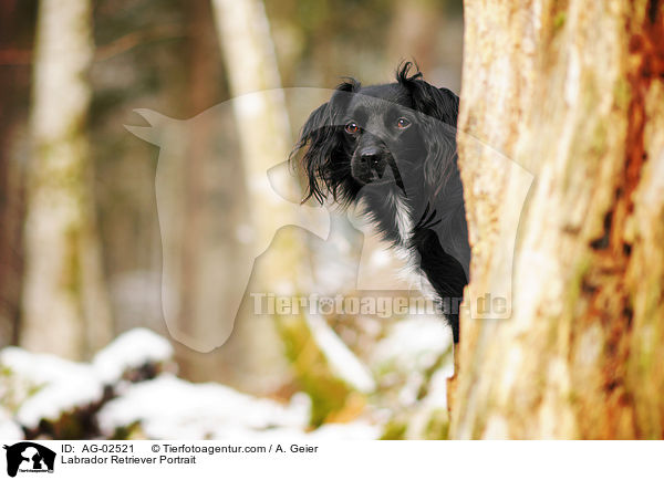 Labrador Retriever Portrait / AG-02521