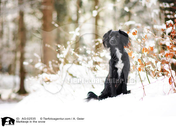Markiesje in the snow / AG-02535